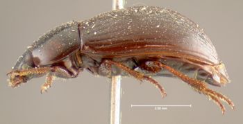 Media type: image;   Entomology 4688 Aspect: habitus lateral view